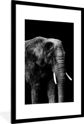 Produktbild von MuchoWow® Gerahmtes Poster Elefant auf schwarzem Hintergrund - schwarz und weiß 60x90 cm - Poster mit Schwarzem Bilderrahmen Wandposter Rahmen Foto Bilder - Dekoration - Wandposter Wohnzimmer - Hochwertig
