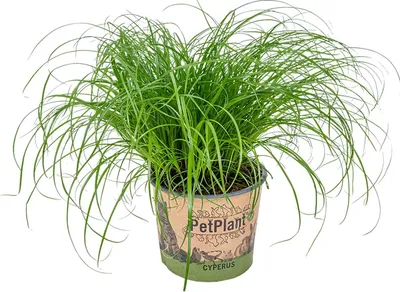 Zdjęcie produktu dla Bloomique - Cyperus Zumula - Trawa dla kotów - Rośliny doniczkowe - Przyjazne zwierzętom - Wysokość 20-30 cm - Doniczka 12 cm