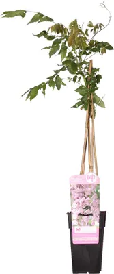 Produktbild von Bloomique - Wisteria Floribunda Rosea - Blauregen Kletterpflanze - Rosa - Kletterpflanzen - Gartenpflanzen - Winterhart - 50-70 cm Hoch - Topf 15 cm