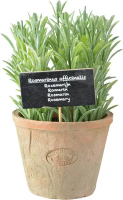 Immagine prodotto di Rosmarino artificiale Esschert Design in vaso AT L; AH012