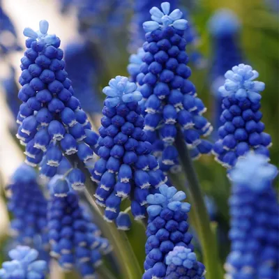 Image de Muscari Bulbes de fleurs Bulbes de fleurs Jacinthe de raisin Super Star 10 pcs.