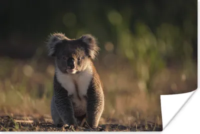 Produktbild von MuchoWow® Poster Koala - Sonne - Tier - Kinder - Jungen - Mädchen 180x120 cm - Fotoplakat