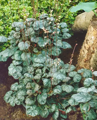 Produktbild von Heuchera x brizoides 'Pewter Moon', Purpurglöckchen, silbrig, ca. 11x11 cm Topf