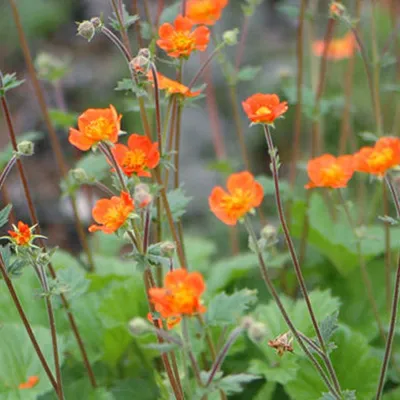Produktbild von 6 x Nelkenwurz  - Geum coccineum 'Borisii'  | Topf 9cm x 9cm