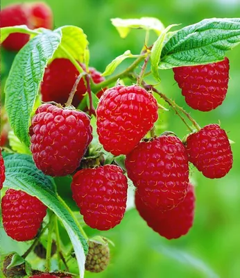 Produktbild von BALDUR Garten 2x Himbeeren TwoTimer® Sugana® , Pflanzen im 2-Liter Containertopf, Rubus idaeus, 2x Ernte im Jahr, volle Erträge, Himbeerpflanze, essbare Früchte, winterhart & pflegeleicht