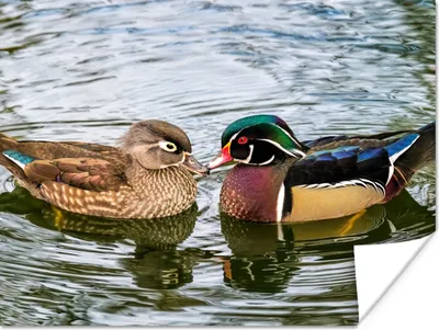 Produktbild von MuchoWow® Poster Ente - Vögel - Wasser - Federn - Tiere 80x60 cm - Kunst für zu Hause