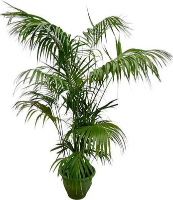 Produktbild von Kentia-Palme – Howea forsteriana – Zimmerpflanze 260cm – Ø35cm – XXL-Palme mit eleganten dunkelgrünen Wedeln – Exklusive Kübelpflanze für Wohnzimmer, Büro & Wintergarten – Pflegeleicht