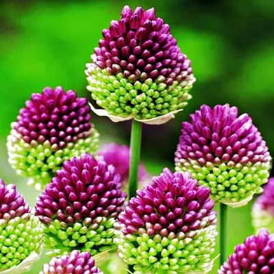 Zdjęcie produktu dla Allium Shearocephalon Czosnek Ozdobny Główkowaty 10 szt Cebulki Czosnki