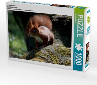 Produktbild von Calvendo Ein Motiv aus dem Kalender Eichhörnchen 1000 Teile Puzzle quer 640x480mm, CALVENDO; 7282233