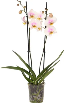 Zdjęcie produktu dla Falenopsis - Phalaenopsis - Wysokość 50-60cm - ⌀12cm