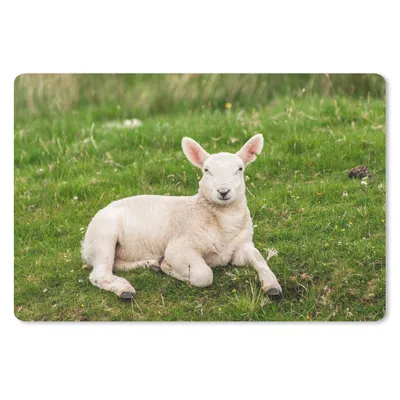 Produktbild von MuchoWow® Schreibtischunterlage Schafe - Tiere - Lamm 60x40 cm - XXL Mauspad - Großes Mauspad