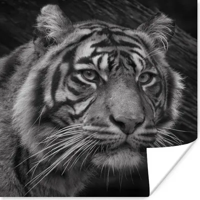 Produktbild von MuchoWow® Poster Tiger - Wild - Schwarz - Weiß 30x30 cm - Wandposter - Printing