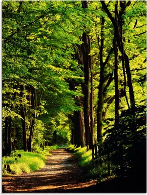 Produktbild von ARTland Glasbild Weg im Wald Größe: 45x60 cm