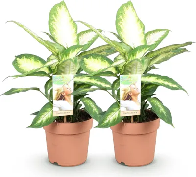Obrázok produktu pre Dieffenbachia Camilla 2 - dekoratívna izbová rastlina, 45 - 50cm, 17cm