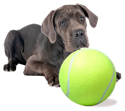 Image de Balle de Tennis Géante Xxl 24cm Jouet pour Chien