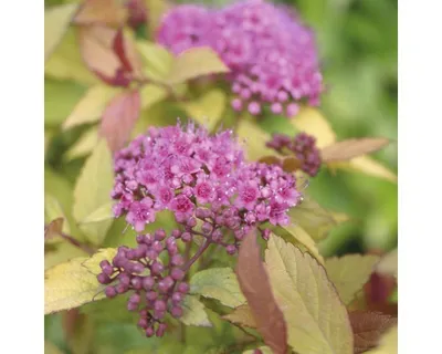 Produktbild von Zwergspiere, Sommerspiere FloraSelf Spiraea japonica 'Magic Carpet' H 15-20 cm Co 4,5 L
