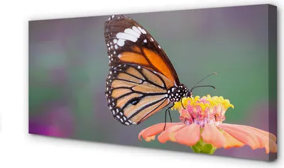 Produktbild von Leinwandbild 100x50 Wandkunst Bunter Schmetterling Blume
