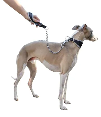 Image de Laisse pour chien Ergocomfort 65 cm acier/nylon argenté