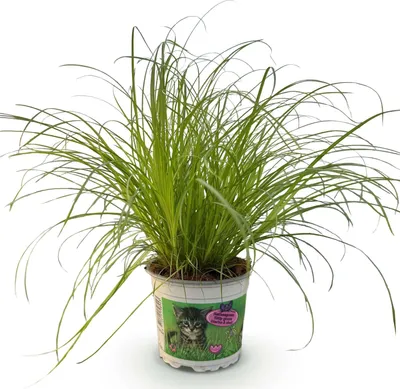 Zdjęcie produktu dla Cyperus alternifolius „Zumula” – roślina dla kotów, roślina doniczkowa przyjazna zwierzętom