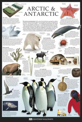 Image de Educatif - Arctique et Antarctique - Dorling Kindersley - Poster Druck
