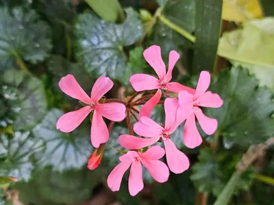 Image de Pelargonium 'Eclipse' / Géranium hybride