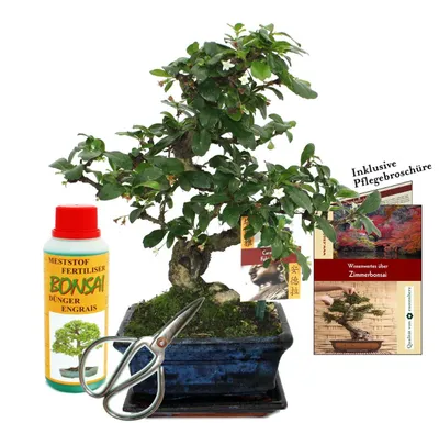 Produktbild von Geschenkset Bonsai "Carmona" - Fukientee - ca. 6 Jahre alt - Anfänger-Set