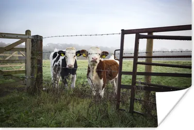 Produktbild von MuchoWow® Poster Kuh - Stacheldraht - Gras - Tiere 180x120 cm - Fotoplakat