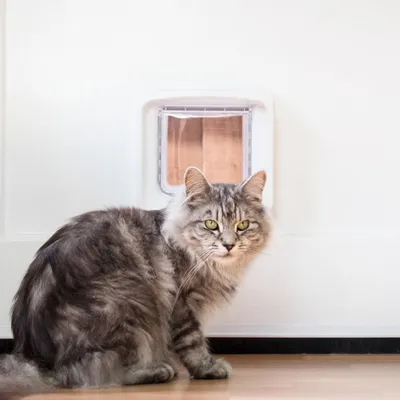 Produktbild von Trixie SureFlap DualScan Freilauftür mit Mikrochiperk. 21 × 21 cm, weiß