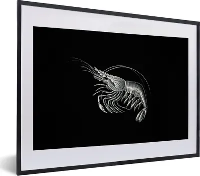 Produktbild von MuchoWow® Gerahmtes Poster Shrimps - Vintage - Ernst Haeckel - Tiere - Kunst 40x30 cm - Poster mit Schwarzem Bilderrahmen Wandposter Rahmen Foto Bilder - Bilderrahmen - Poster im Rahmen