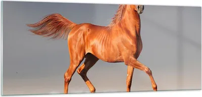 Produktbild von Bilder auf glas - Tiere Pferd Galopp Geschwindigkeit - 100x40cm - Glasbilder - Wandbilder - Kunstdruck - Wanddekoration aus Glas - Glas Bilder - Wandbild auf Glas - GAB100x40-2590