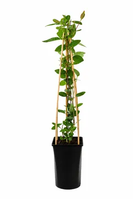 Produktbild von Echtes Geißblatt 60-80 cm Lonicera periclymenum 'Serotina' | Jelängerjelieber | Duftende winterharte Kletterpflanze