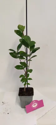 Produktbild von Set mit 4 schwarzen Aroniabeeren – Aronia prunifolia „Viking“ – 9 cm Topf