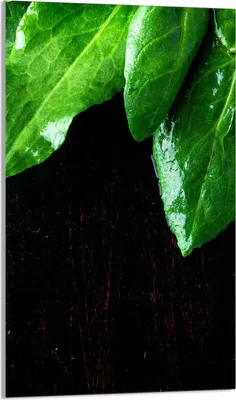 Produktbild von Glasschneidebrett 30x52 Basilikum