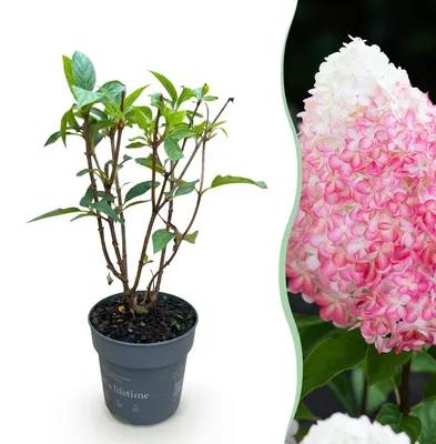Produktbild von Green boutiQ - Gartenpflanze - Hydrangea panniculata Living Pink & Rose - Rispenhortensie - Winterhart - Rosa - 1 Pflanze - Topf 12cm - Höhe 20-30cm