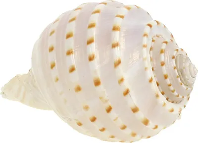 Produktbild von Maritime Deko Muscheln Tonna Tessalata 7 St Natur, 7 Stück