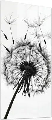 Produktbild von Glasbild 50x100cm in XXL für Wohnzimmer, Schlafzimmer Motiv Pusteblumen