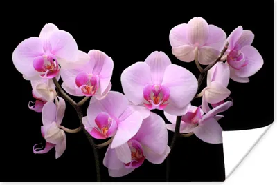 Produktbild von MuchoWow® Poster Orchidee - Blumen - Rosa - Flora 180x120 cm - Fotoplakat