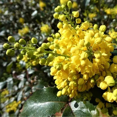 Obrázek produktu pro 2 kusy mahonie (Mahonia aquifolium) | 30-50 cm, v květináči