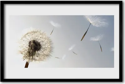 Produktbild von Bild 60x40 MDF-Rahmen Wandkunst Löwenzahn Blumen Natur