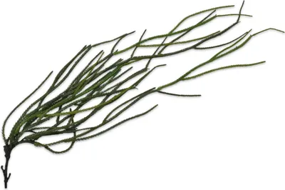 Produktbild von Künstliche Hängepflanze Silk-ka für den Innenbereich, Sukkulente, Grün, 97 cm