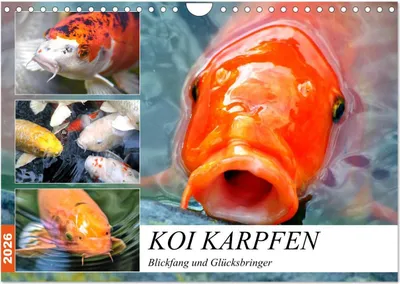 Produktbild von Koi Karpfen. Blickfang und Glücksbringer (Wandkalender 2026 DIN A4 quer), CALVENDO Monatskalender