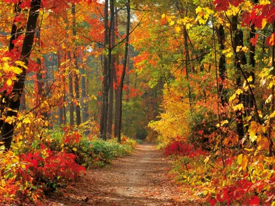 Produktbild von Wälder Kunstdruck Bild - Magische Herbstfarben (60 x 80 cm)