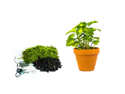 Obrázek produktu pro Gardners Kokedama "Vyrob si sám" Syngonium Pixie (L)
