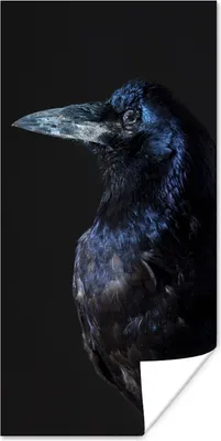 Produktbild von MuchoWow® Poster Vogel - Tiere - Schwarz 60x120 cm - Wandschmuck