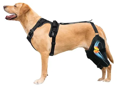 Productafbeelding van Kniebrace voor Honden met Ademend Harnas