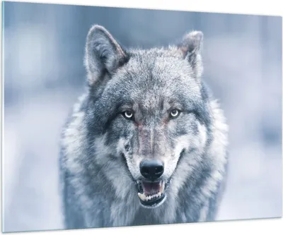 Produktbild von Bilder auf glas - Einteilig - Wolf Raubtier Wildheit - 100x70cm - Glasbilder - Wandbilder - Bilder - zum Aufhängen bereit - Wanddekoration aus Glas - Glas Bilder - Wandbild auf Glas - GAA100x70-5073