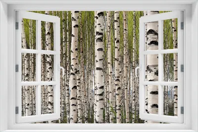 Produktbild von Wallario selbstklebendes Poster mit Fenster-Illusion - Birkenwald - Baumstämme in schwarz weiß, Größe: 61 x 91,50 cm
