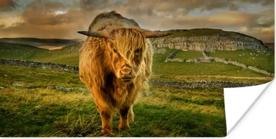 Produktbild von MuchoWow® Poster Schottischer Highlander - Gras - Berg 120x60 cm - Bild