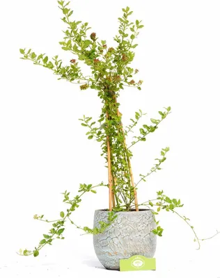 Zdjęcie produktu dla Ceanothus impressus 'Spring Party' odporny lilak amerykański - doniczka 2 litry