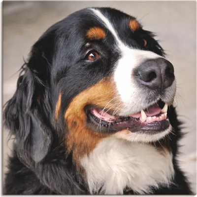 Produktbild von ARTland Leinwandbild Berner Sennenhund Größe: 40x40 cm